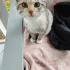 Котята ищут дом