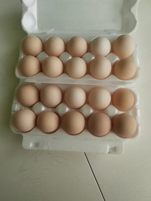 Яйцо куриное домашнее