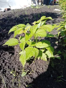 Саженцы малины