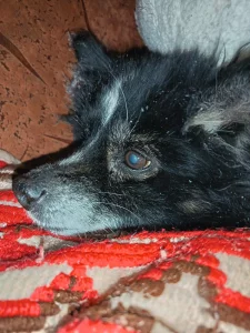 Чья собачка