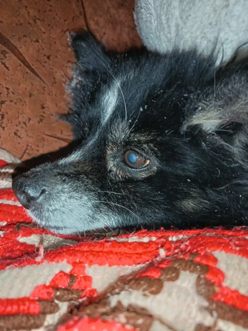 Чья собачка