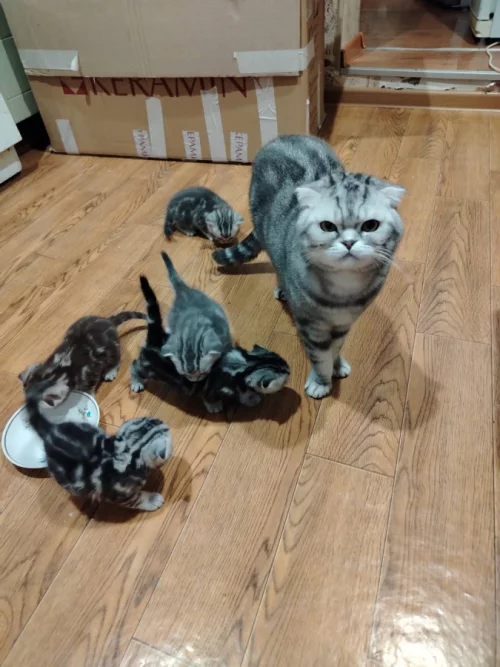 Шотландских котят