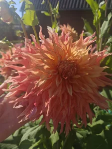 Георгину Пенхилл Уотермелон