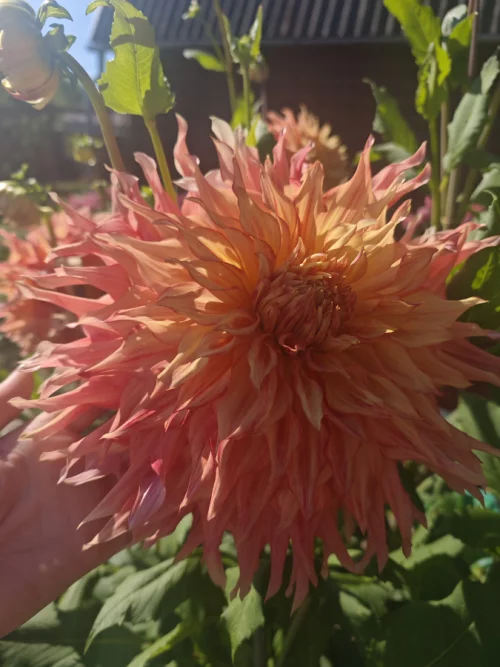 Георгину Пенхилл Уотермелон