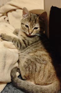 Котёнок. Девочка