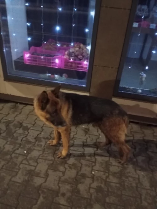 На дом связи немецкая овчарка