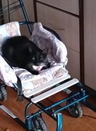 Отдам в хорошие, любящую семью двух кошечек