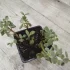Суккуленты. Котиледон (медвежьи лапки)