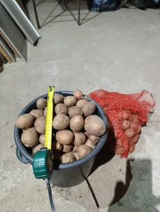 Картофель семянка