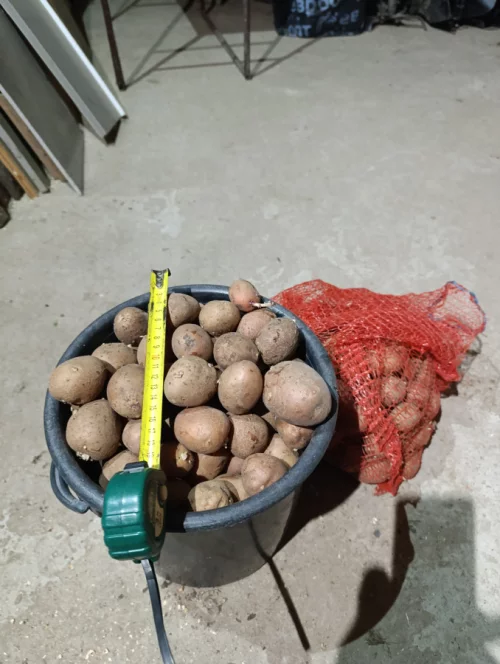 Картофель семянка