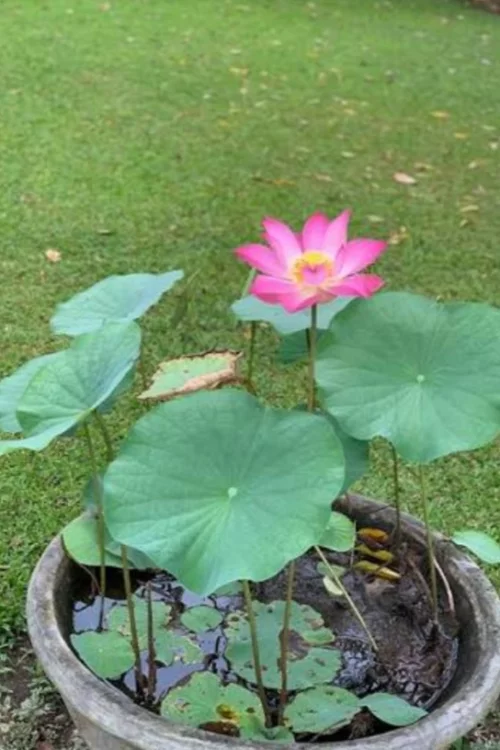 Лотос семена