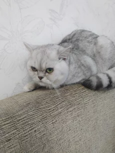 Шотландская шиншила