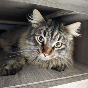 Крупный полупородистый котик ищет дом