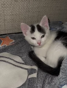 Котята в дар