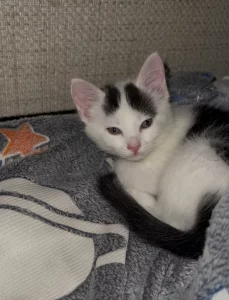 Котята в дар