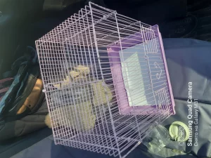 Клетку 38*28*22 см в отличном состоянии. 50 р. Или обменяю