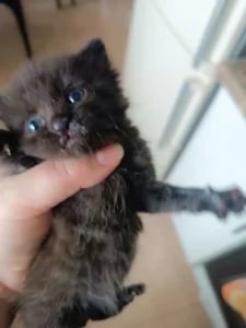 Отдам котенка