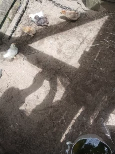 Цыплята