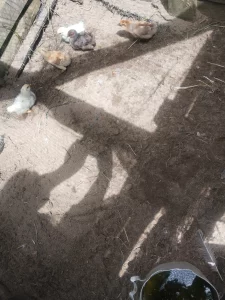 Цыплята
