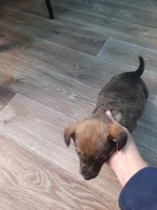 Отдам щенков в хорошие руки!