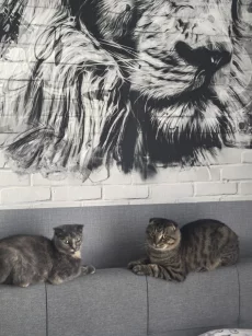Котята шотландцы