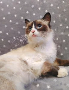 Кошечка ищет дом