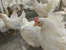 Куры несушки