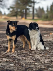 Собачки, щенки в хорошие руки