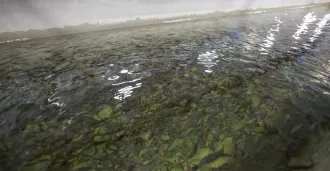 Форель, осетр и карп: для развития рыбной отрасли в Могилёвской области на базе трёх предприятий создадут рыбный холдинг