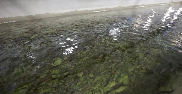 Форель, осетр и карп: для развития рыбной отрасли в Могилёвской области на базе трёх предприятий создадут рыбный холдинг