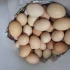 Продаются куриные яйца