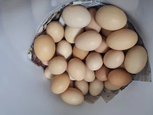 Продаются куриные яйца
