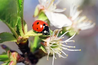 Погода 22 апреля в Могилевской области: без осадков и немного потеплеет