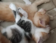 Котята