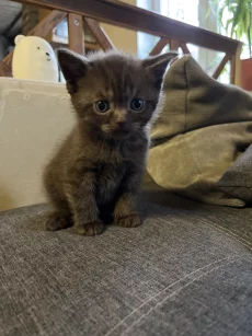 Британские котята