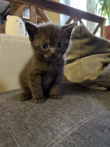 Британские котята