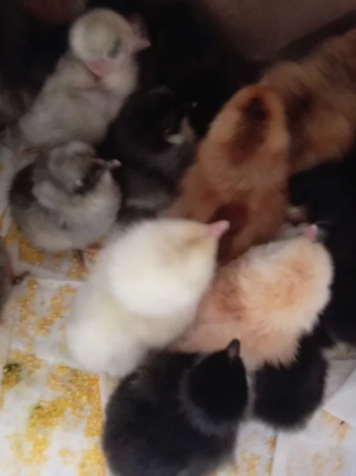 Цыплята суточные домашние