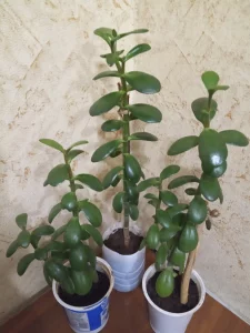 Денежное дерево (толстянка)