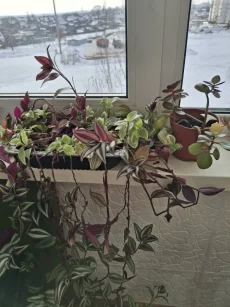 Отдам бесплатно комнатные цветы