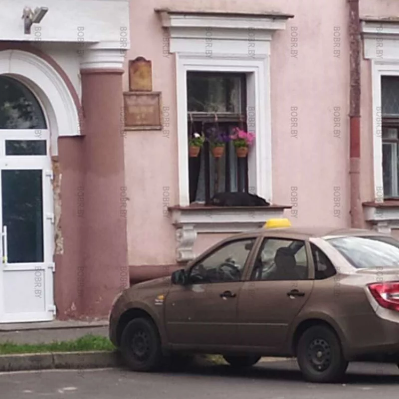 Собачка отдыхает