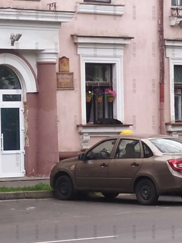 Собачка отдыхает