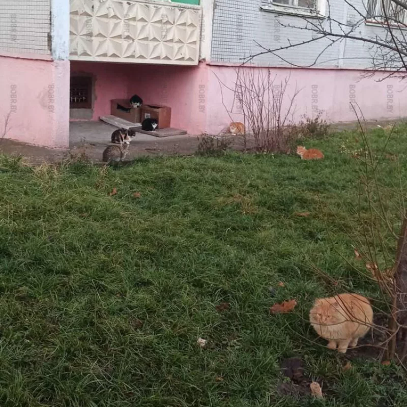 Котобаза