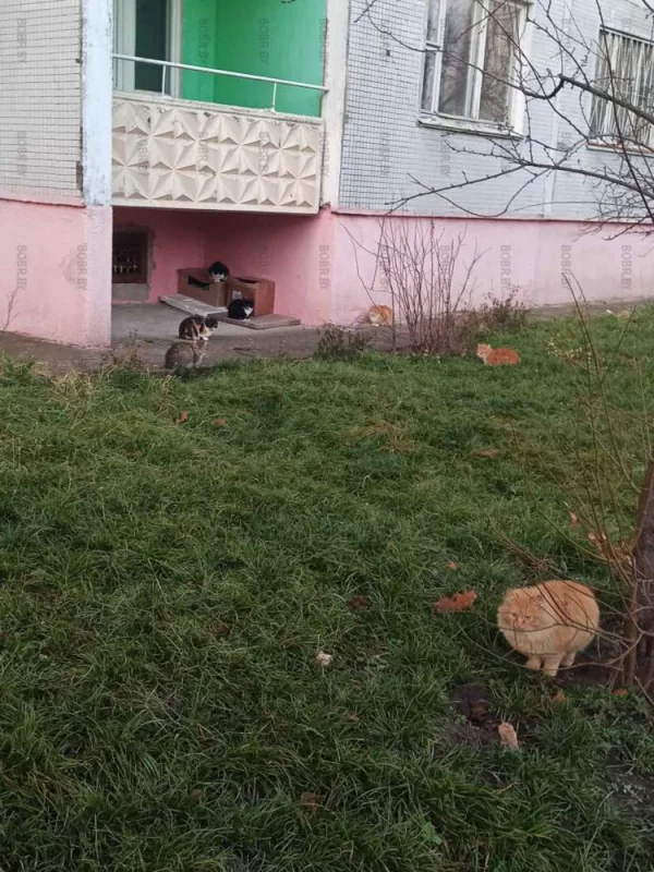 Котобаза
