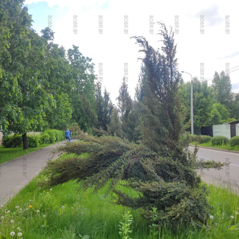 У ЖЭУ нет сил подвязать это дерево, чтобы онао стояло ровно?