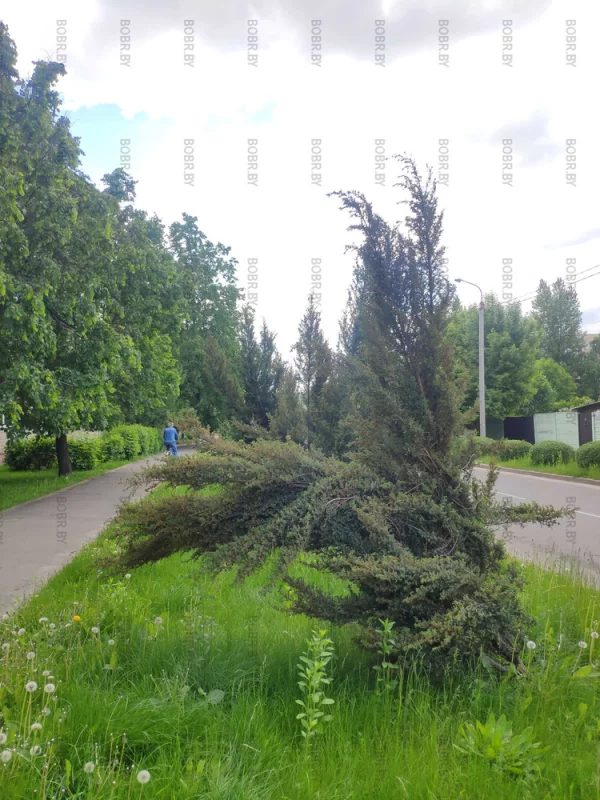 У ЖЭУ нет сил подвязать это дерево, чтобы онао стояло ровно?