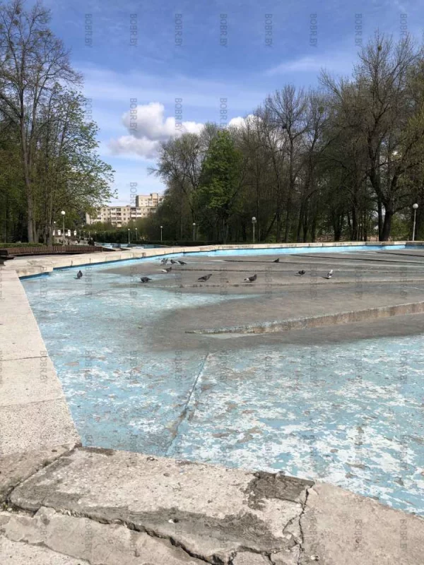 Голуби с зимы голодные