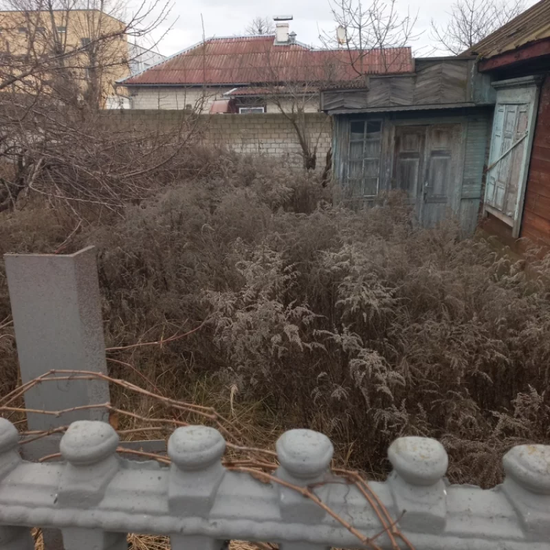 Богатый урожай золотарника