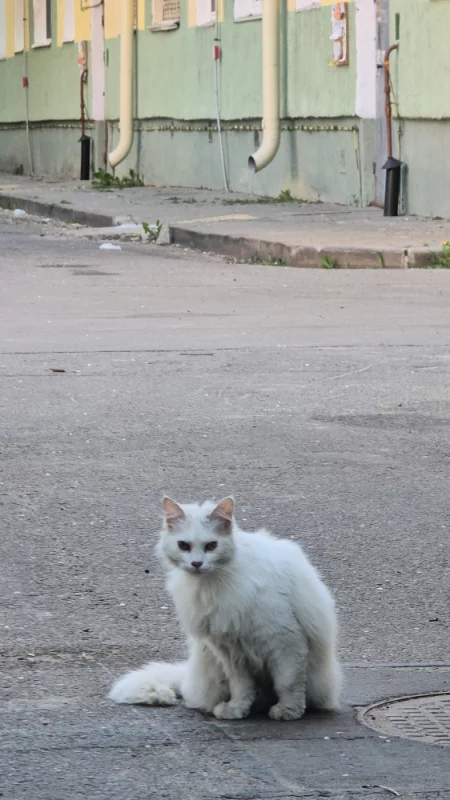 Бобруйские котики