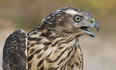 Ястреб залетел в подвал многоэтажки, но все закончилось хорошо