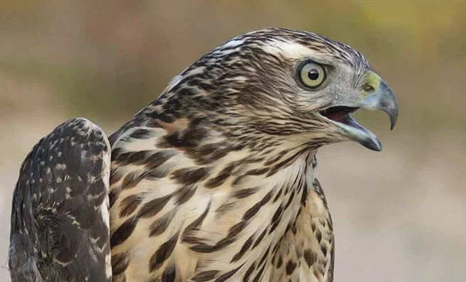 Ястреб залетел в подвал многоэтажки, но все закончилось хорошо